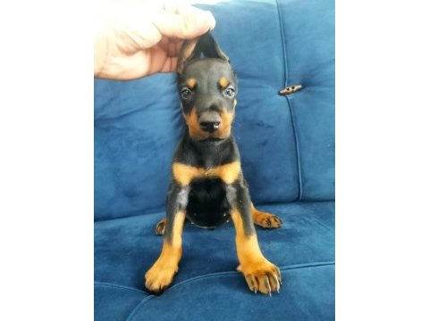 Kral babadan efsane doberman yavrular