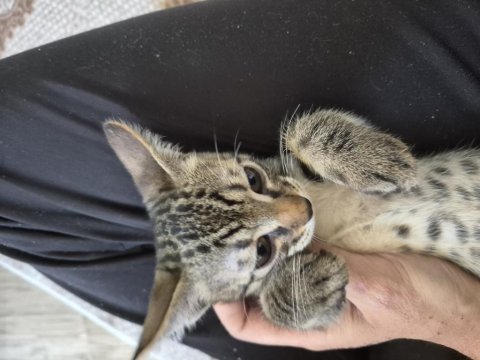 Minik kedimiz jojo yeni sahibini arıyor
