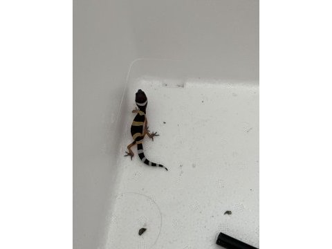 Yavru leopar gecko