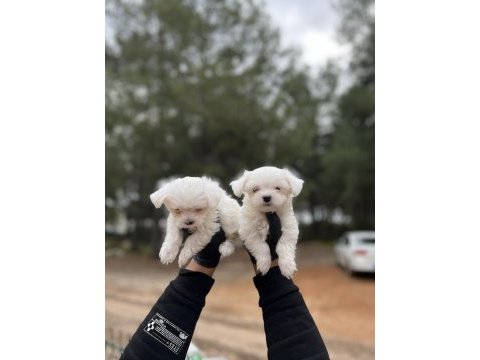 Maltese yavrular