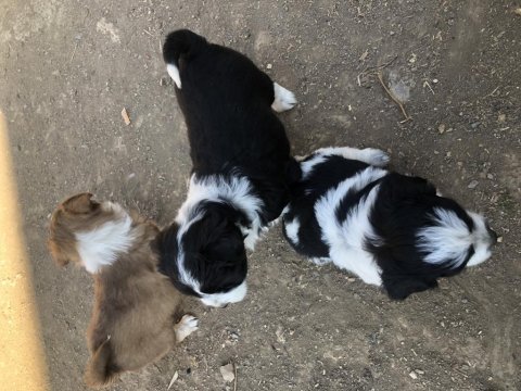 Maltese border collie yavrularım yeni sahiplerini bekliyor