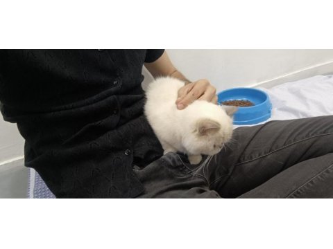Exotic shorthair dişi kısır değil