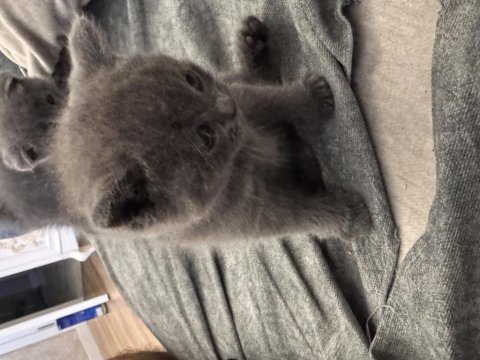 Oyuncul british shorthair arkadaşlar