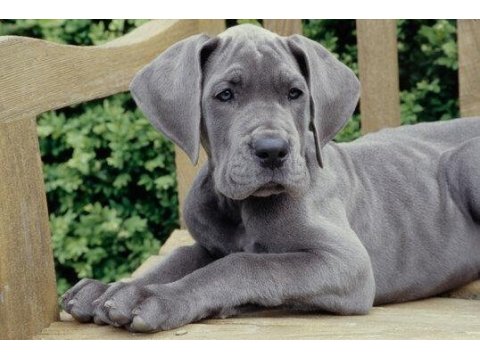 Danua great dane yavruları safkan