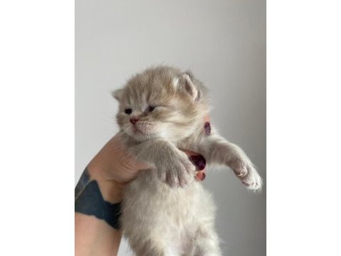 British shorthair yavrular 3 dişi 1 erkek