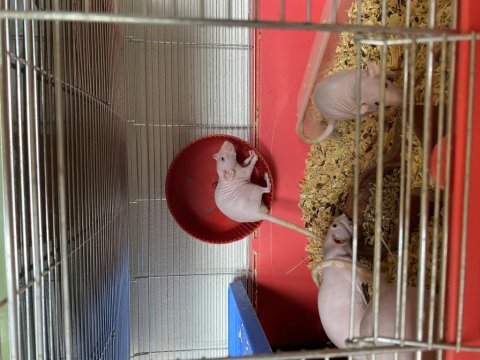 Naked rattus