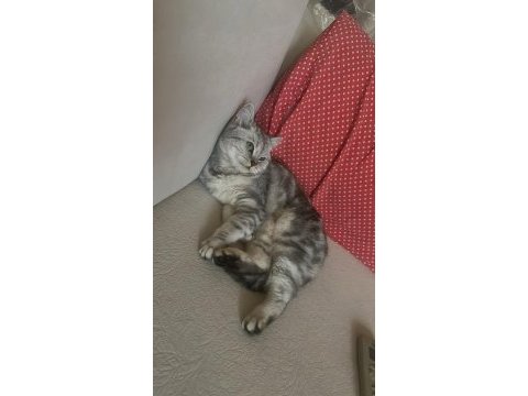 Scottish kızıma çiftleşecek damat adayı arıyorum