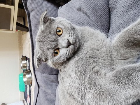 4 aylık erkek scottish fold