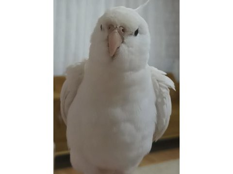 Fanatik fenerbahçeli sultan papağanı