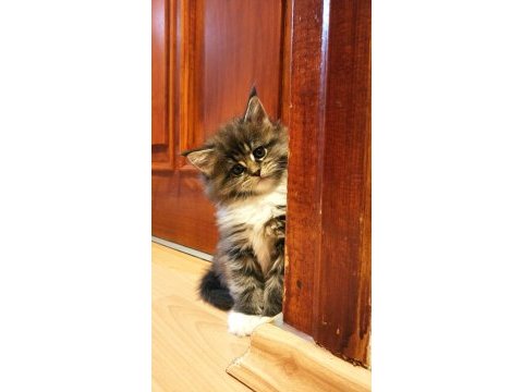 İlloai ve arthur yavruları hepsi şampiyon adayı maine coon