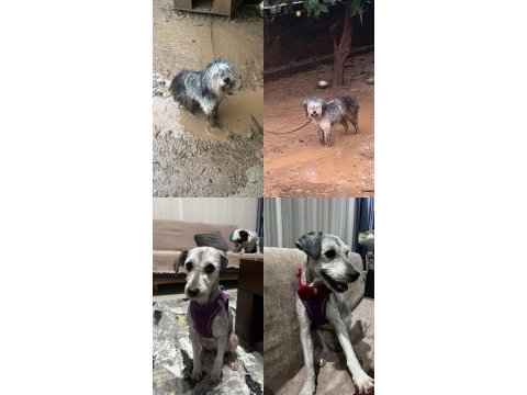 Köpeğimiz dobby yuva arıyor