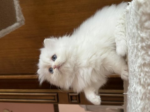 Özel tip bembeyaz chinchilla w61