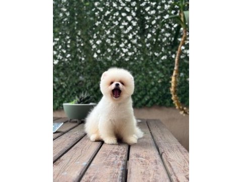 Güzel pomeranian yavrular