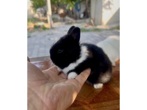 Cüce tavşan (netherland dwarf)