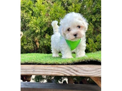 Kar beyazı maltese terrier yavruları