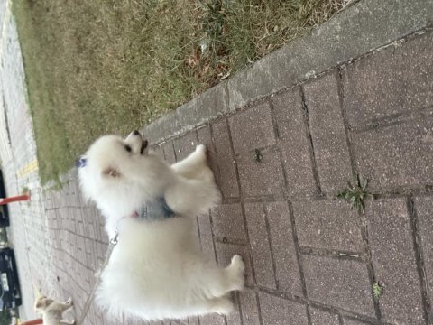Beyaz pomeranian dört aylık