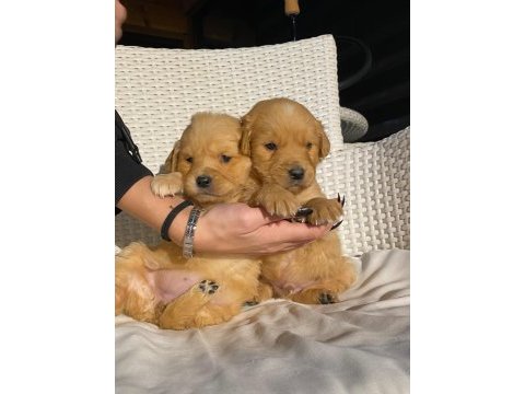 Baby face golden retriever bebekler