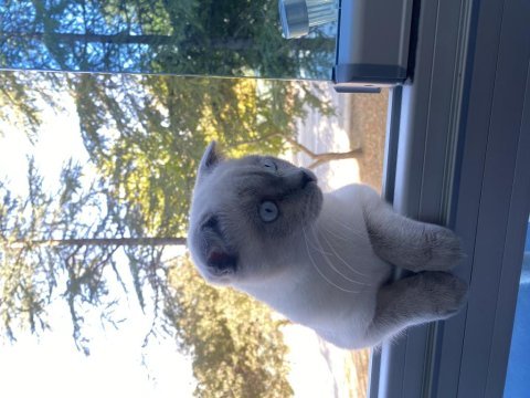 6 aylık scottish fold yavrumuzu sahiplendirmek istiyoruz