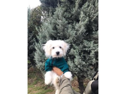 Terrier erkek köpeğimiz