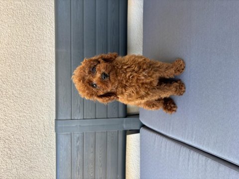 2,5 aylık erkek toy poodle
