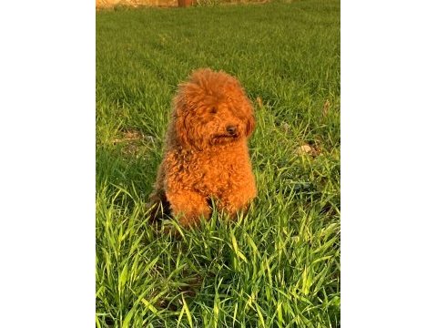 Orjinal maltipoo yavrular