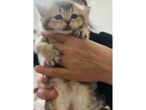 British shorthair yavrular