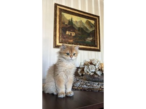 Erkek 4 aylık golden zümrüt yeşili gözlü kedimiz