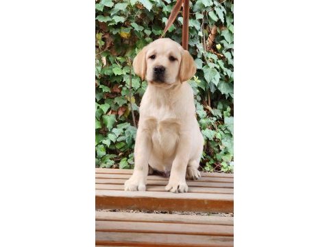 Safkan secereli labrador yavruları