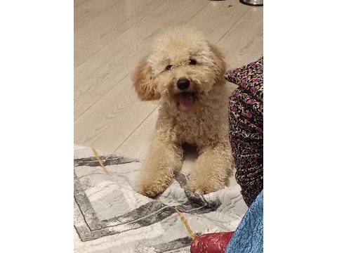 Köpeğimle ilgilenecek aile arıyoruz beni arar mısınız