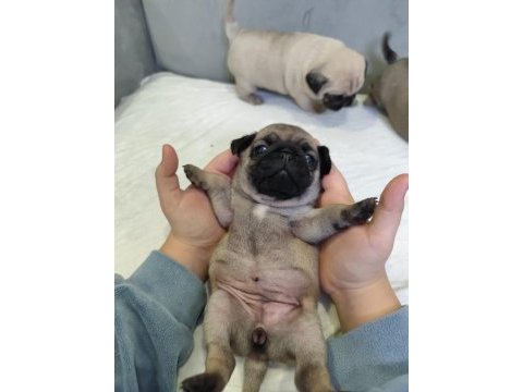 Kaliteli pug mops yavrular