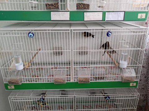 Orjinal timbrado ötüm kanaryası