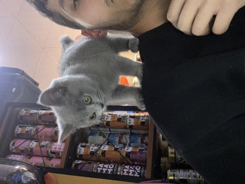 Cins tatlı ve çok oyuncu british shorthair