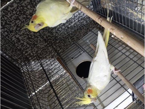 Yavru alınmış sultan papağanı takımlar
