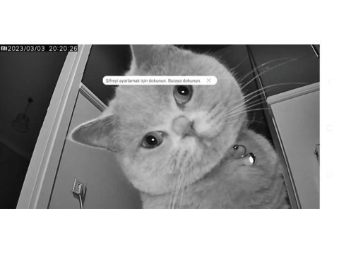 Kısırlaştırılmış çok uysal british shorthair lili hanım