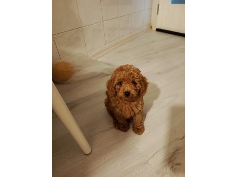 Hakiki toy poodle