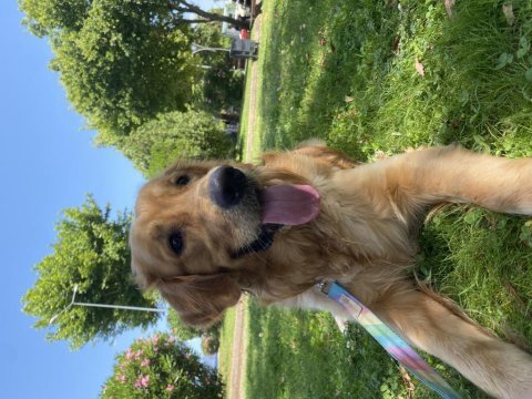 1,5 yaşında dünyalar tatlısı golden retriever yuva arıyor