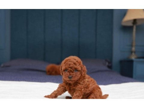 Toy poodle yavrularımız (kore)