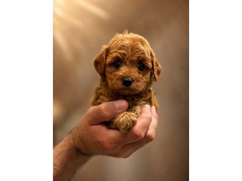 Sevimli poodle yavrular
