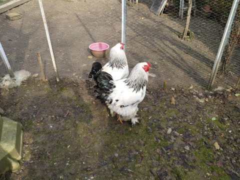 Brahma horoz