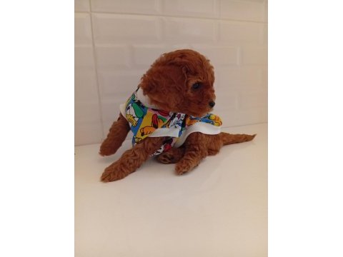 Toy poodle anne altından kaliteli