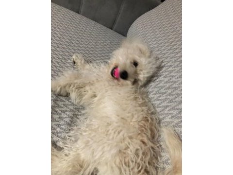 Sahiplendirilecek köpeğimiz