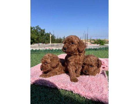 Toy poodle köpekler
