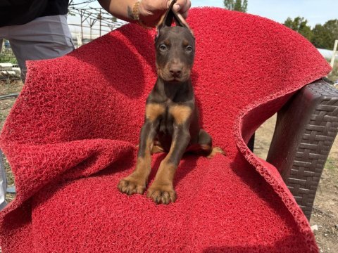 Doberman erkek