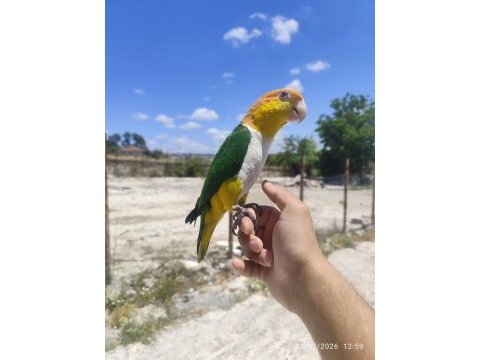 Full evcil portakal kafa caique