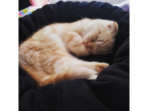 Scottish fold kedimiz