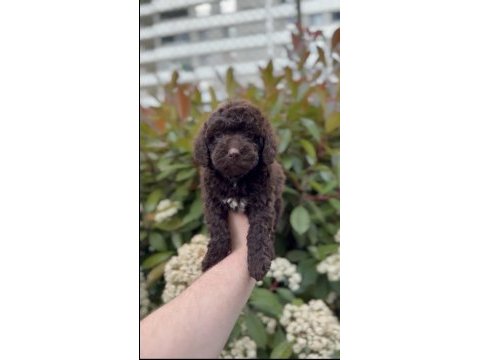 2.5 aylık toy poodle