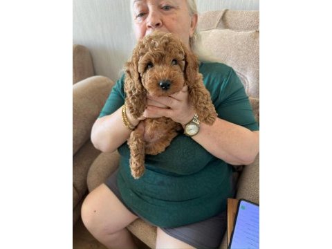 50 günlük dişi toy poodle