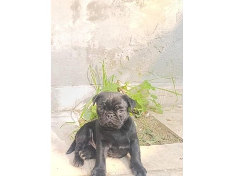 Sahibinden 3 aylık siyah erkek yavru pug