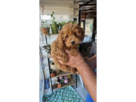 3 aylık prenses poodle