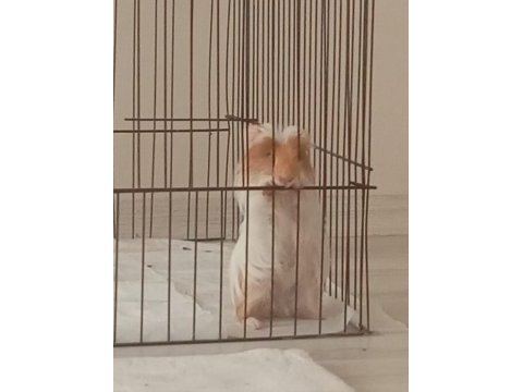 Ginepig sahiplendirmek istiyoruz